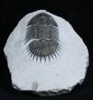 Inch Thysanopeltis Trilobite - Spiny Butt #1997-2